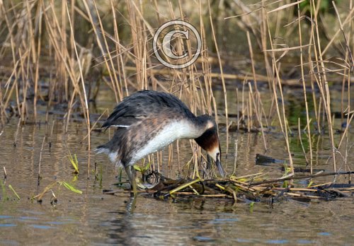   Great Crested Greb DM1700